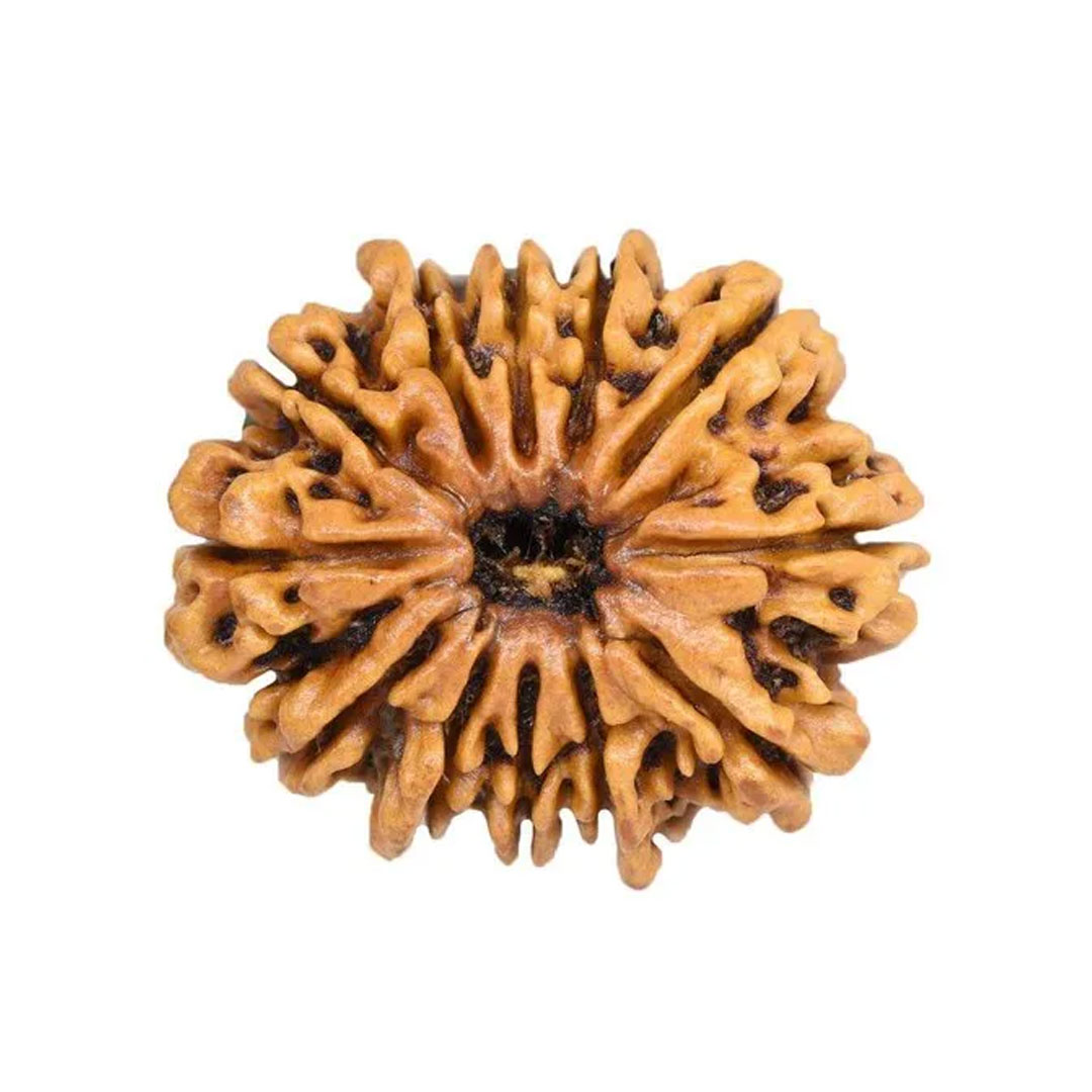 12 Mukhi Rudraksha
