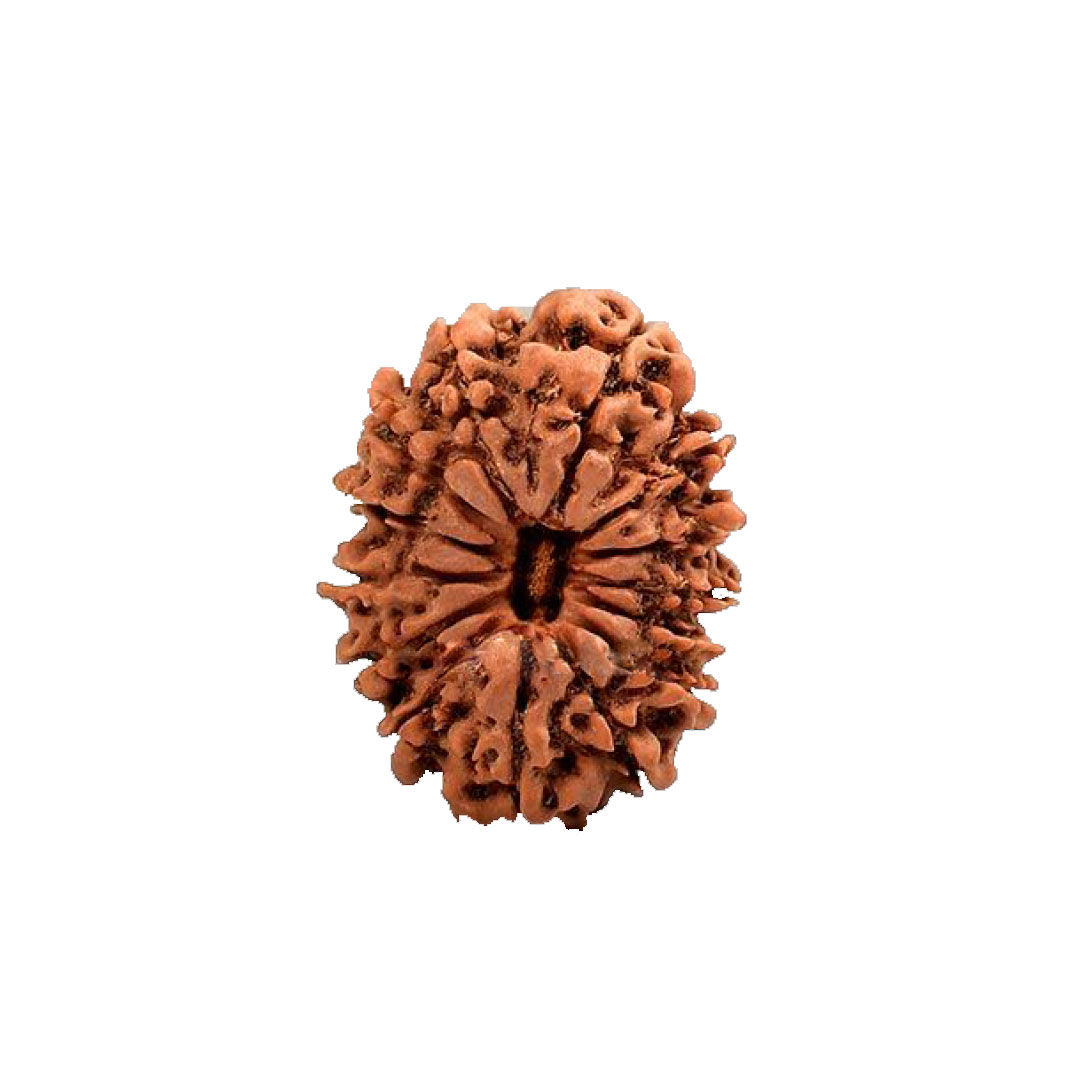 14 Mukhi Rudraksha