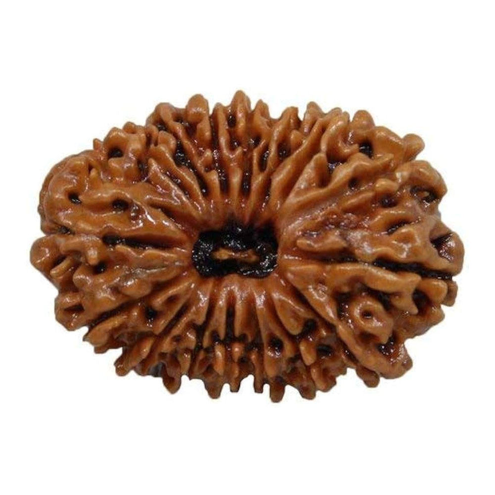 16 Mukhi Rudraksha
