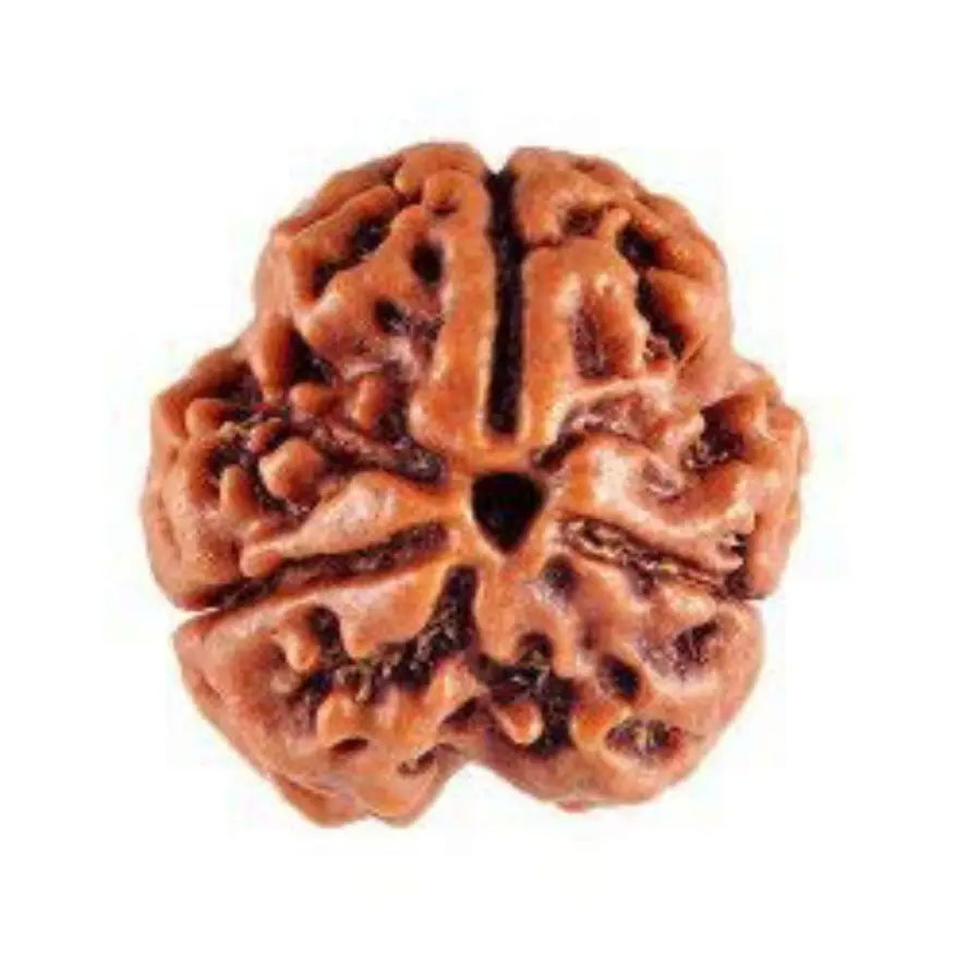 3 Mukhi Rudraksha