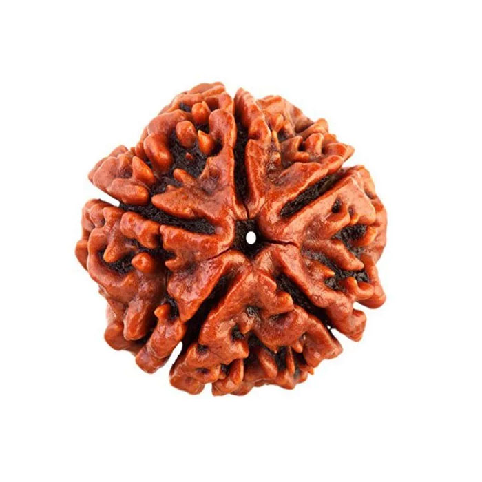 5 Mukhi Rudraksha