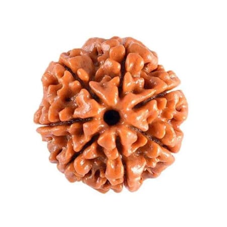 7 Mukhi Rudraksha