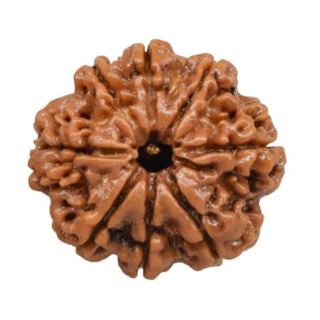 8 Mukhi Rudraksh