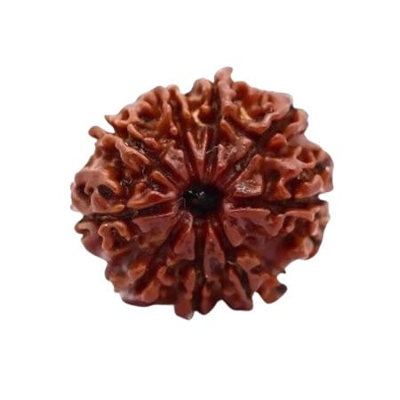 9 Mukhi Rudraksha