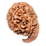 Ganesh-Rudraksha