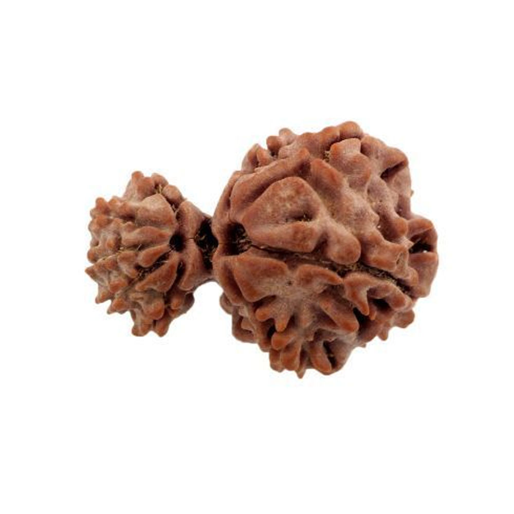 Garbh Gauri Rudraksha