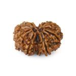 Gauri-Shankar-Rudraksha