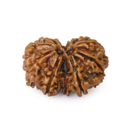 Gauri Shankar Rudraksha