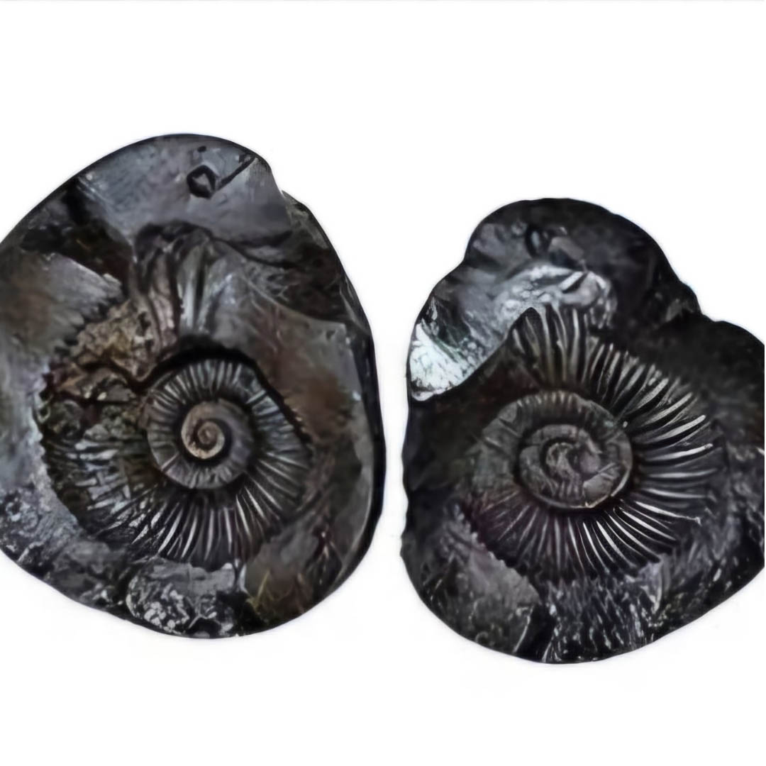 Laxmi Narayan Vigrah Shaligram