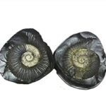 Laxmi Narayan Vigrah Shaligram2