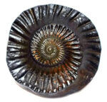 Sudarshan Shaligram