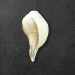 Vamavarti Natural Unpolished (Vishnu Shankh) Blowing Shankh